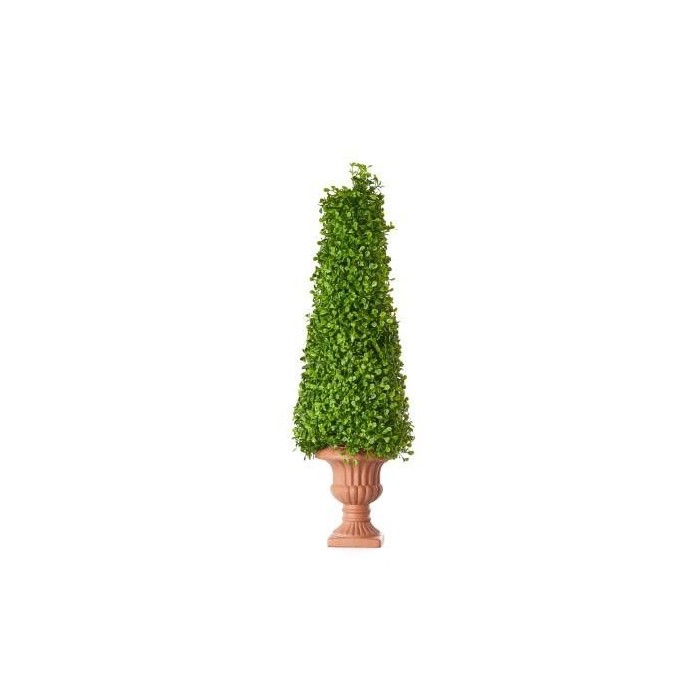 TOPIARY BOXWOOD 70 CM